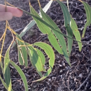 Eucalyptus mannifera subsp. mannifera at Pialligo, ACT - 28 Jul 2024