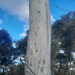 Eucalyptus mannifera subsp. mannifera at Pialligo, ACT - 28 Jul 2024