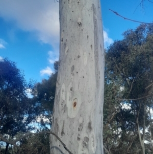 Eucalyptus mannifera subsp. mannifera at Pialligo, ACT - 28 Jul 2024 03:48 PM