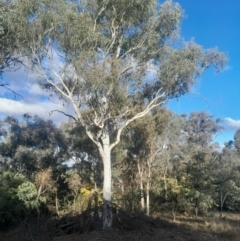 Eucalyptus mannifera subsp. mannifera at Pialligo, ACT - 28 Jul 2024