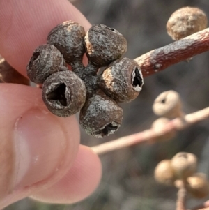 Eucalyptus mannifera subsp. mannifera at Pialligo, ACT - 28 Jul 2024