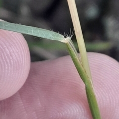 Rytidosperma (genus) (Wallaby Grass) at Pialligo, ACT - 28 Jul 2024 by Venture