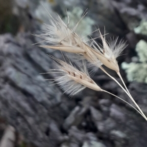 Rytidosperma sp. at Pialligo, ACT - 28 Jul 2024