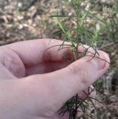 Cassinia quinquefaria (Rosemary Cassinia) at Pialligo, ACT - 28 Jul 2024 by Venture