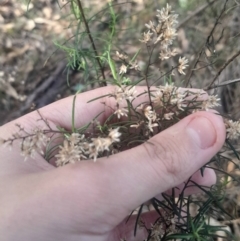 Cassinia quinquefaria at Pialligo, ACT - 28 Jul 2024 03:26 PM