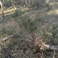 Cassinia quinquefaria at Pialligo, ACT - 28 Jul 2024 03:26 PM