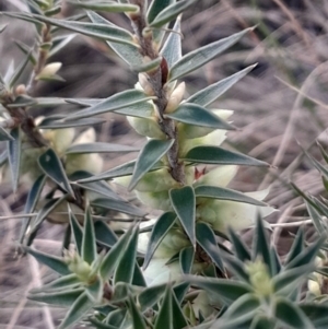 Melichrus urceolatus at Pialligo, ACT - 28 Jul 2024