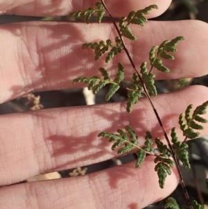 Cheilanthes sieberi subsp. sieberi at Pialligo, ACT - 28 Jul 2024