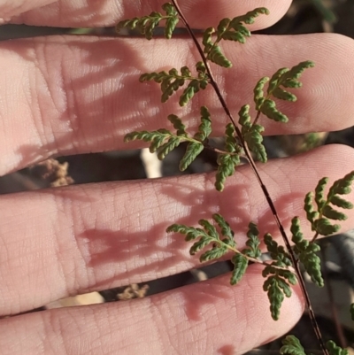 Cheilanthes sieberi subsp. sieberi (Mulga Rock Fern) at Pialligo, ACT - 28 Jul 2024 by Venture