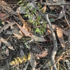 Cheilanthes sieberi subsp. sieberi at Pialligo, ACT - 28 Jul 2024