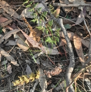 Cheilanthes sieberi subsp. sieberi at Pialligo, ACT - 28 Jul 2024