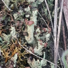 Cladonia sp. (genus) (Cup Lichen) at Campbell, ACT - 28 Jul 2024 by Venture