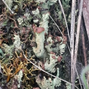 Cladonia sp. (genus) at Campbell, ACT - 28 Jul 2024 04:16 PM