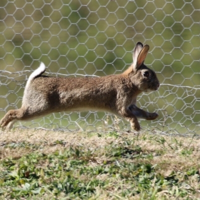 Oryctolagus cuniculus (European Rabbit) at Fyshwick, ACT - 2 Aug 2024 by RodDeb