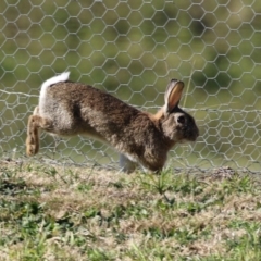 Oryctolagus cuniculus at Fyshwick, ACT - 2 Aug 2024