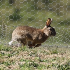 Oryctolagus cuniculus at Fyshwick, ACT - 2 Aug 2024