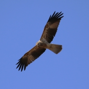 Haliastur sphenurus at Fyshwick, ACT - 2 Aug 2024