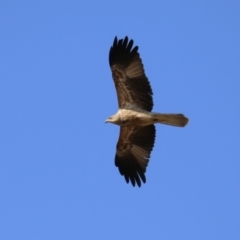 Haliastur sphenurus at Fyshwick, ACT - 2 Aug 2024