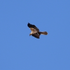 Haliastur sphenurus at Fyshwick, ACT - 2 Aug 2024