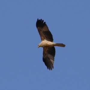 Haliastur sphenurus at Fyshwick, ACT - 2 Aug 2024