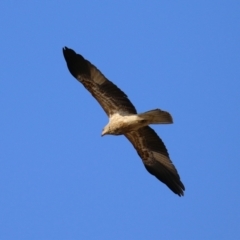 Haliastur sphenurus at Fyshwick, ACT - 2 Aug 2024