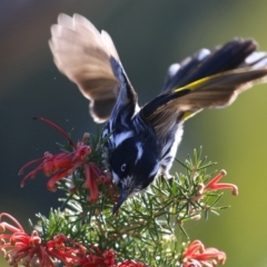 Phylidonyris novaehollandiae (New Holland Honeyeater) at Fyshwick, ACT - 2 Aug 2024 by RodDeb