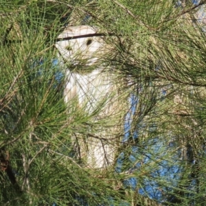 Tyto alba at Fyshwick, ACT - 2 Aug 2024