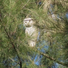 Tyto alba at Fyshwick, ACT - 2 Aug 2024 02:20 PM