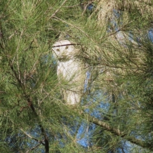 Tyto alba at Fyshwick, ACT - 2 Aug 2024