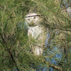 Tyto alba at Fyshwick, ACT - 2 Aug 2024