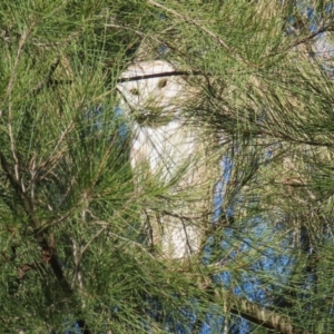 Tyto alba at Fyshwick, ACT - 2 Aug 2024