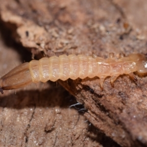 Platisus sp. (genus) at Karabar, NSW - 2 Aug 2024