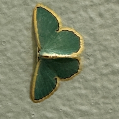 Unidentified Moth (Lepidoptera) at Lockhart River, QLD - 2 Aug 2024 by lbradley