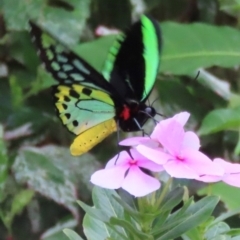 Ornithoptera euphorion at Muttaburra, QLD - 2 Aug 2024 by lbradley