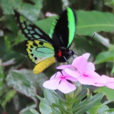 Ornithoptera euphorion at Muttaburra, QLD - 2 Aug 2024 by lbradley