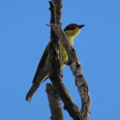 Sphecotheres vieilloti (Australasian Figbird) at Lockhart River, QLD - 2 Aug 2024 by lbradley