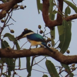 Todiramphus macleayii at Lockhart River, QLD - 3 Aug 2024