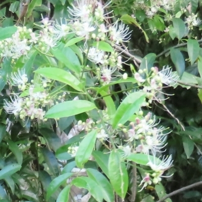 Unidentified Plant at Iron Range, QLD - 3 Aug 2024 by lbradley