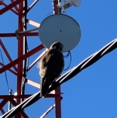 Falco berigora (Brown Falcon) at Isaacs, ACT - 21 Jul 2024 by thegraduatesunfly