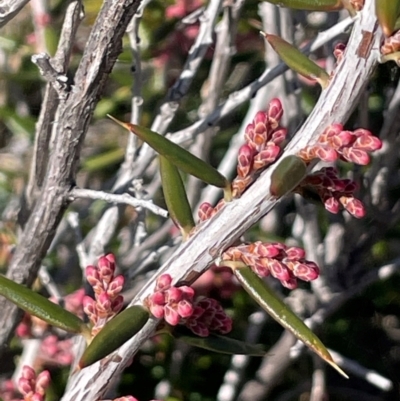 Lissanthe strigosa subsp. subulata (Peach Heath) at Cavan, NSW - 2 Aug 2024 by JaneR