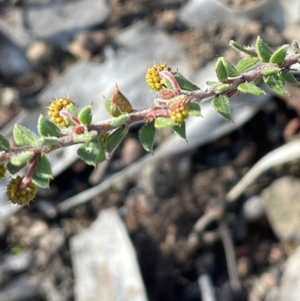 Acacia gunnii at Cavan, NSW - 2 Aug 2024