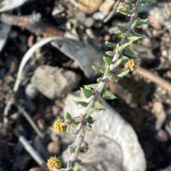 Acacia gunnii at Cavan, NSW - 2 Aug 2024 01:52 PM