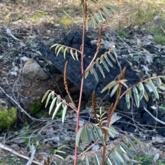 Indigofera australis subsp. australis (Australian Indigo) at Cavan, NSW - 2 Aug 2024 by JaneR