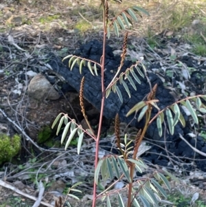 Indigofera australis subsp. australis at Cavan, NSW - 2 Aug 2024 02:04 PM