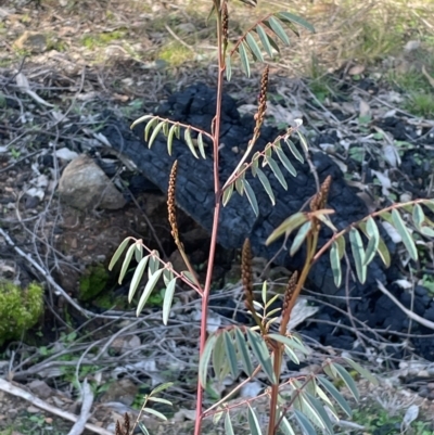 Indigofera australis subsp. australis (Australian Indigo) at Cavan, NSW - 2 Aug 2024 by JaneR