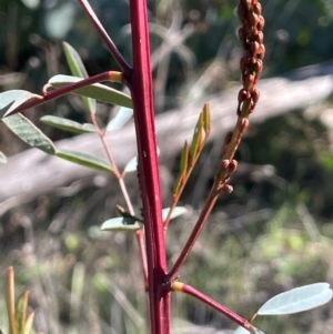 Indigofera australis subsp. australis at Cavan, NSW - 2 Aug 2024