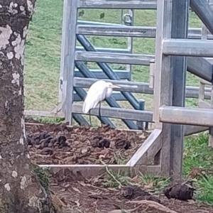 Ardea alba at Upper Kangaroo Valley, NSW - 2 Aug 2024