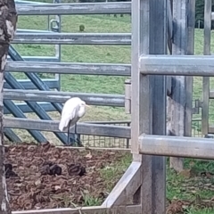 Ardea alba at Upper Kangaroo Valley, NSW - 2 Aug 2024