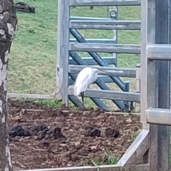 Ardea alba at Upper Kangaroo Valley, NSW - 2 Aug 2024