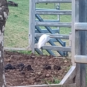 Ardea alba at Upper Kangaroo Valley, NSW - 2 Aug 2024